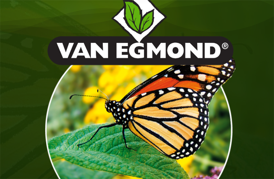 Van Egmond